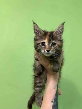 Продаются котята породы мейн-кун (полидакты)