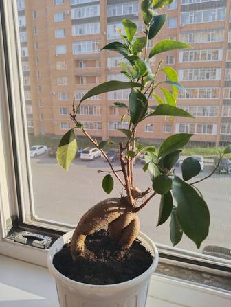 Бонсай фикус