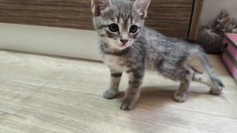 Котята отдам