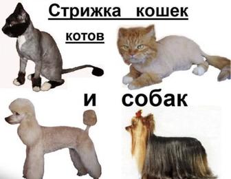 Стрижка кошек и собак