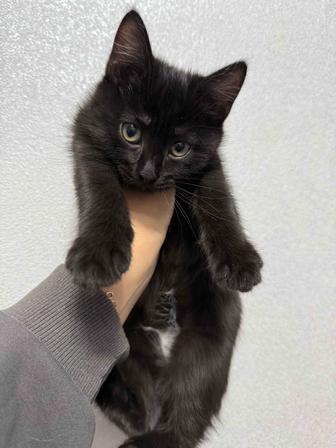 Отдам котенка хорошие руки