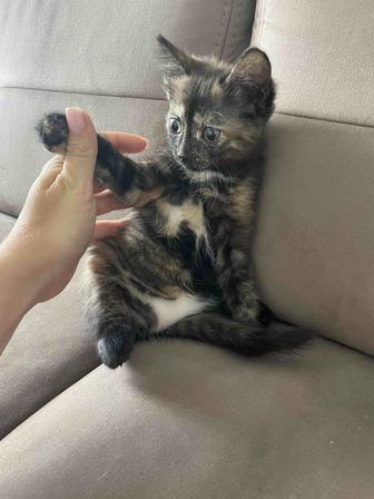 Дарю котенка