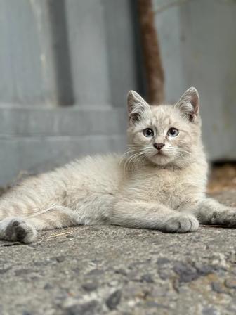 Отдам котенка девочку