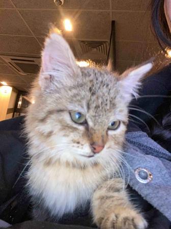 отдам котенка (девочка)