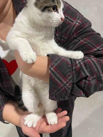 Котенки девочки 5 месяцев