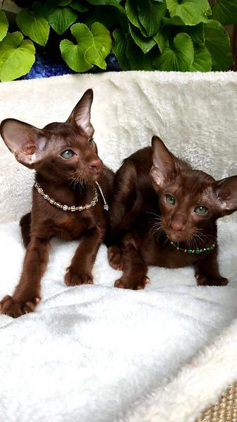 Шикарный Котенок Гавана Ори