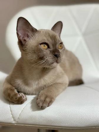 Бурманская кошка