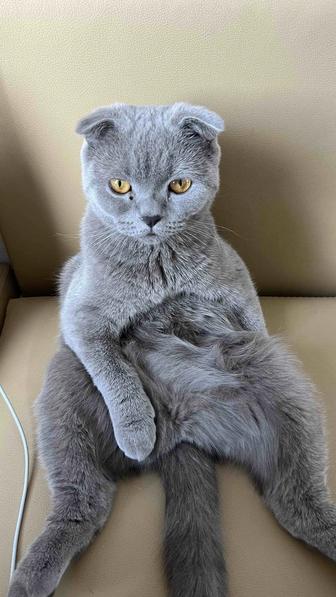 Отдам в хорошие руки кошку