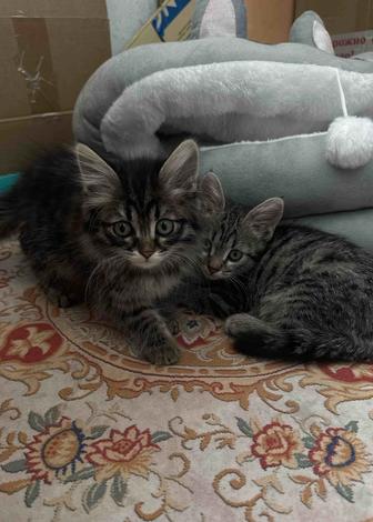 Отдам котят в добрые руки