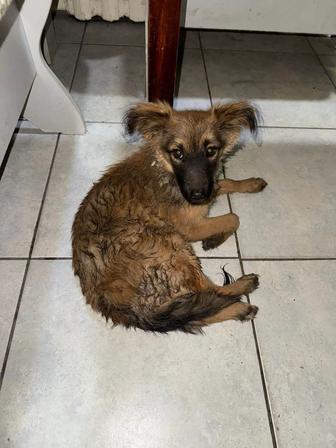 Дарю щенка. Собачка ищет дом.