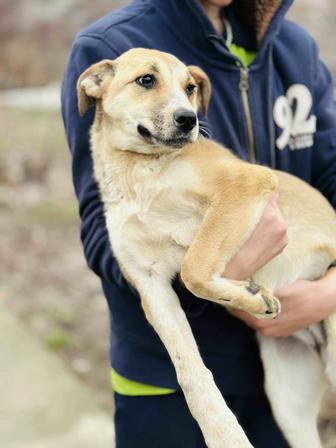 Звоночек. Щенок ищет семью.