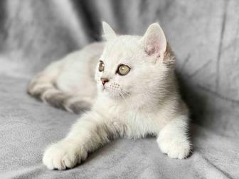 Клубная кошечка британочка 2 месяца