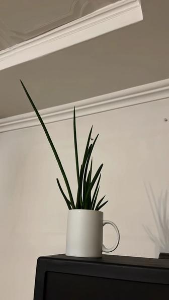 Сансевиерия цилиндрическая