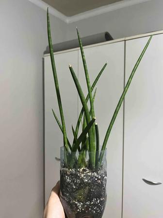 Сансевиерия цилиндрическая