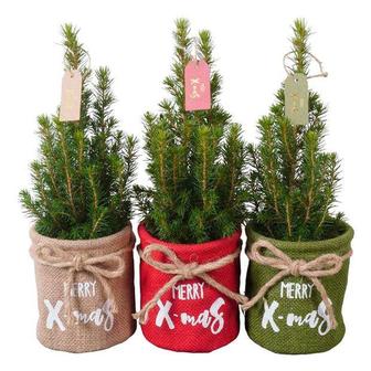 Продам елка зеленая ель голубая живая в горшке к новому году.