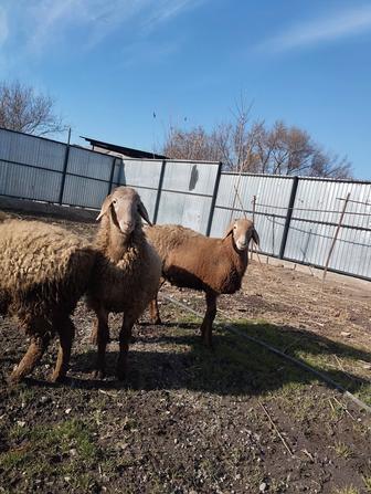 Продам баран гисар