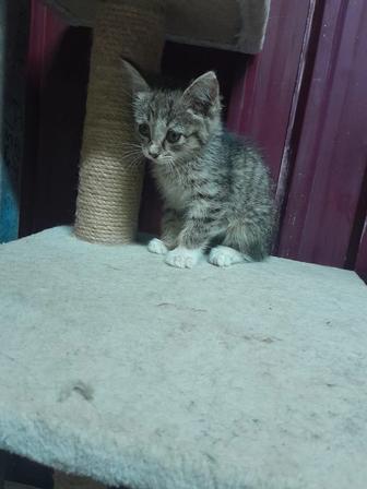 Котенок в хорошие руки
