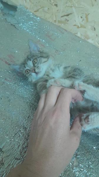 Котенок в хорошие руки