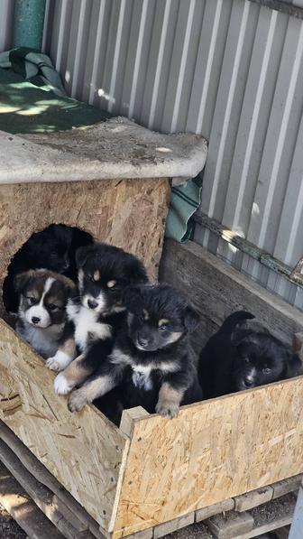 Щенки ищут дом