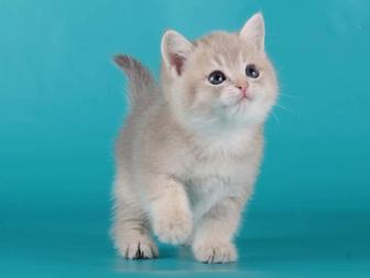 Британская короткошерстная
