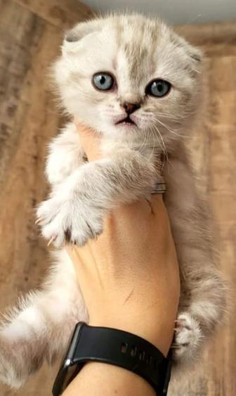 Британская короткошерстная