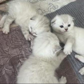 Британская короткошерстная