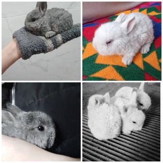 Продам декоративных кроликов