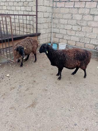 Семіз буаз қойлар сатылады