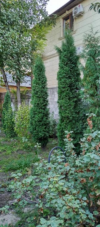 Туя Коломна и Смарагт 10летние.