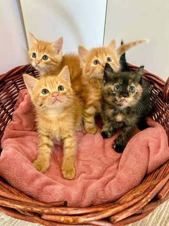 Милые котята ищут свою семью