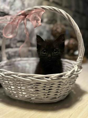Котенок девочка