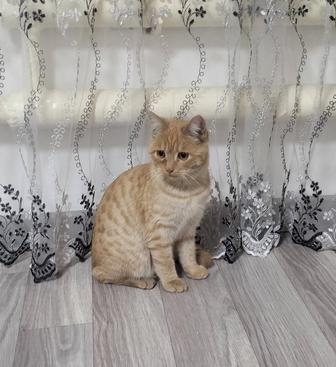 Кошечка ищет дом