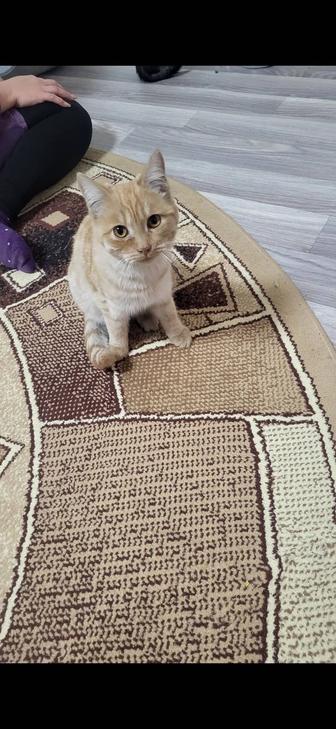 Кошечка ищет дом