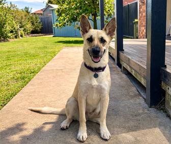 Маленький овчаренок