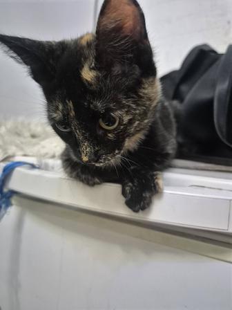 Котенок 3 мес ищет дом