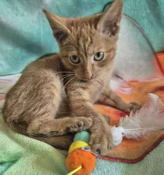 Котенок 3 мес ищет дом