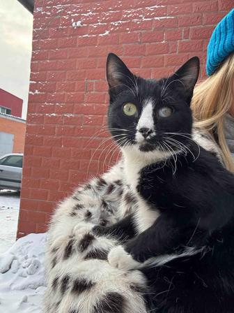 Кот ищет дом