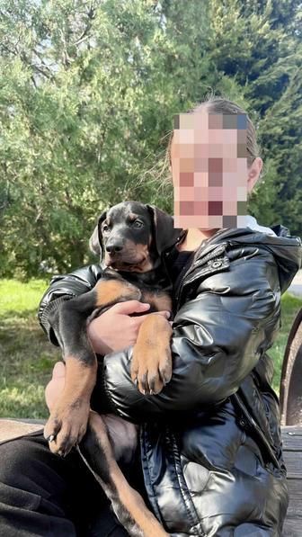 Доберман щенки