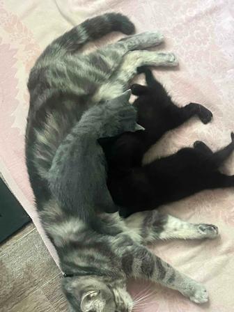Котята