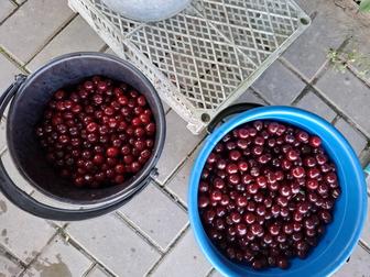 Продам вишню в актобе
