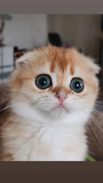 Котята хайленд fold шотландские скоттиш страйт, золотая шиншилла, биколор