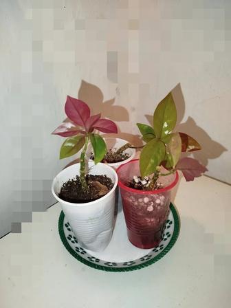 Молочай миля и другие