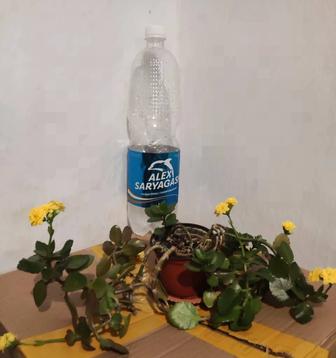 Каланхоэ цветущий и другие