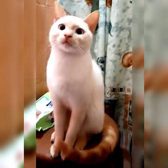 Отдам кота в хорошие руки