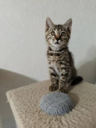 Кошки