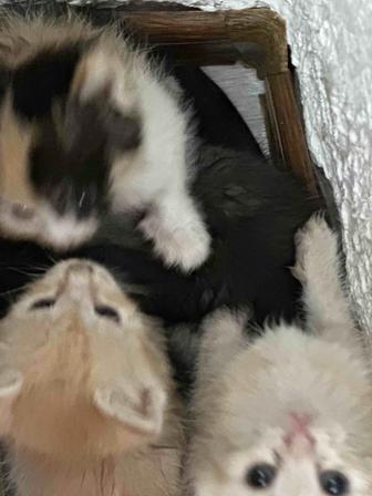 Отдам котят