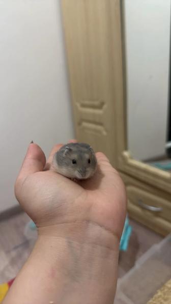 Хомяки джунгарики