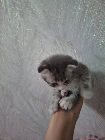 Продам шотландского вислоухого котенка мальчик,1.5месяца