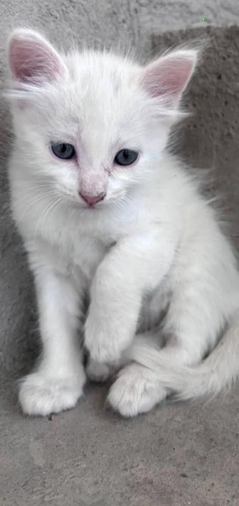 Котят