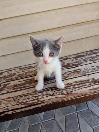 Отдаем котят, 1,5 месяца.
